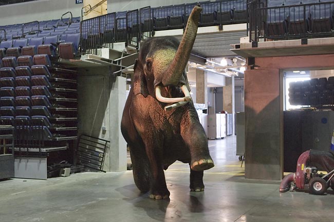 Elephant named Luke waves hi paw and trunk to the camera as he enters the John Paul Jones Arena's floor