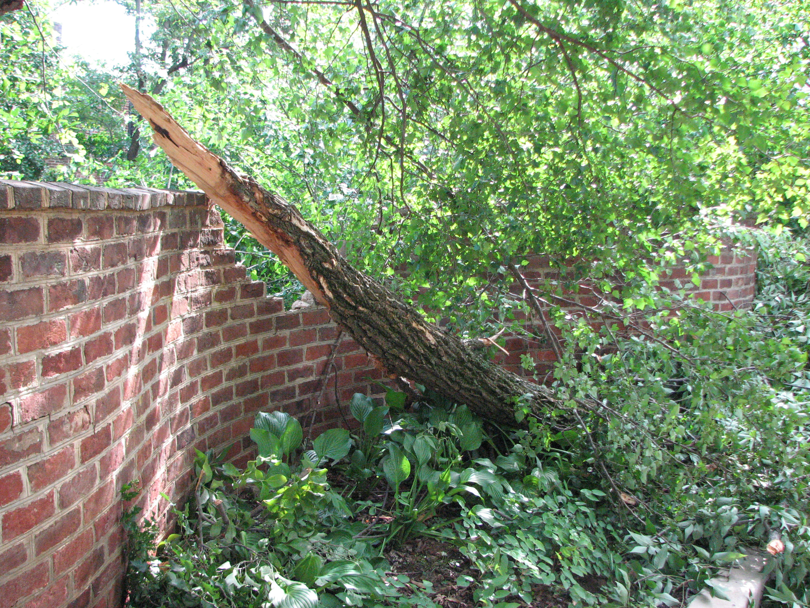 Broken tree branch next to a brick serpentine wall