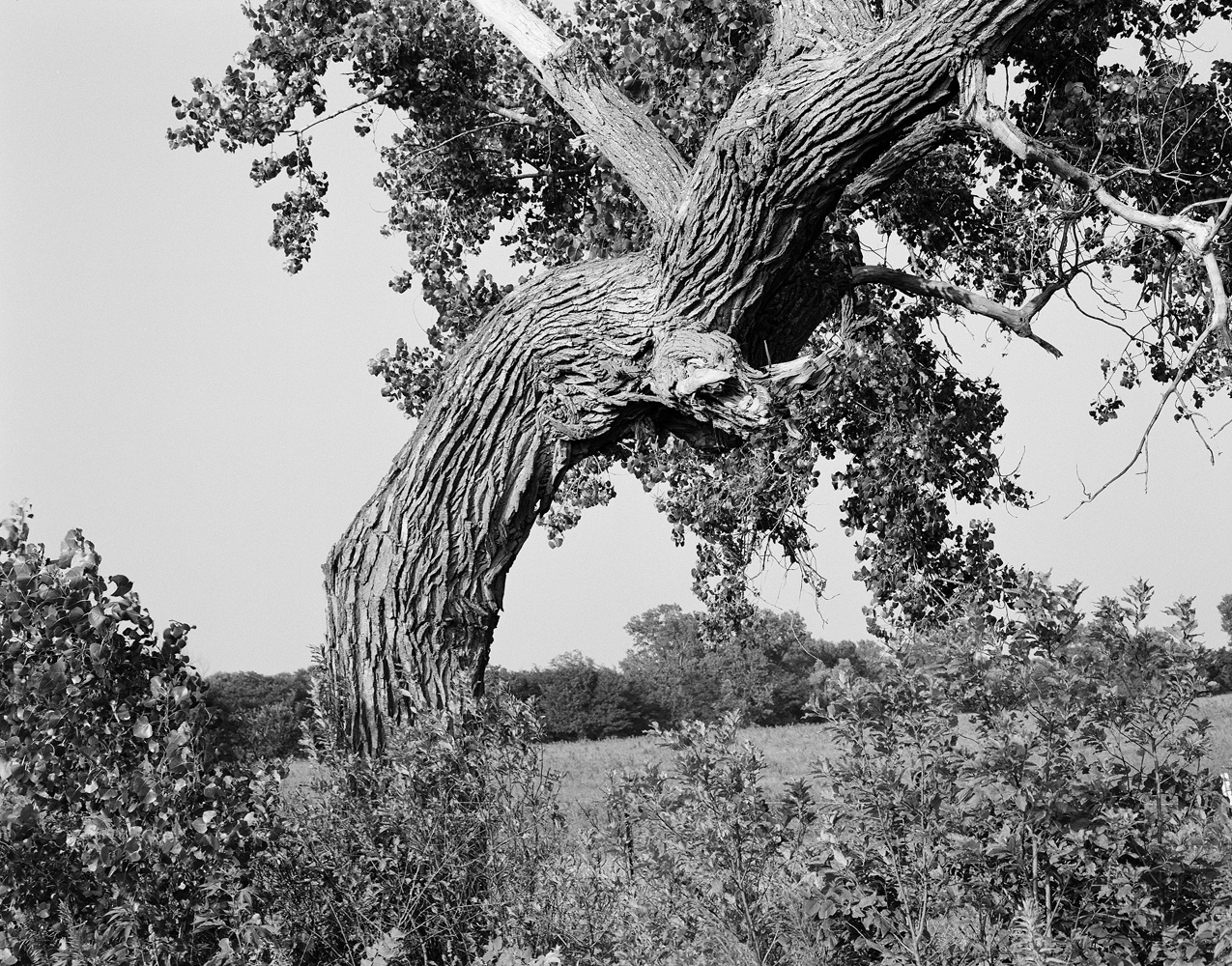 A crooked old tree, black and white image