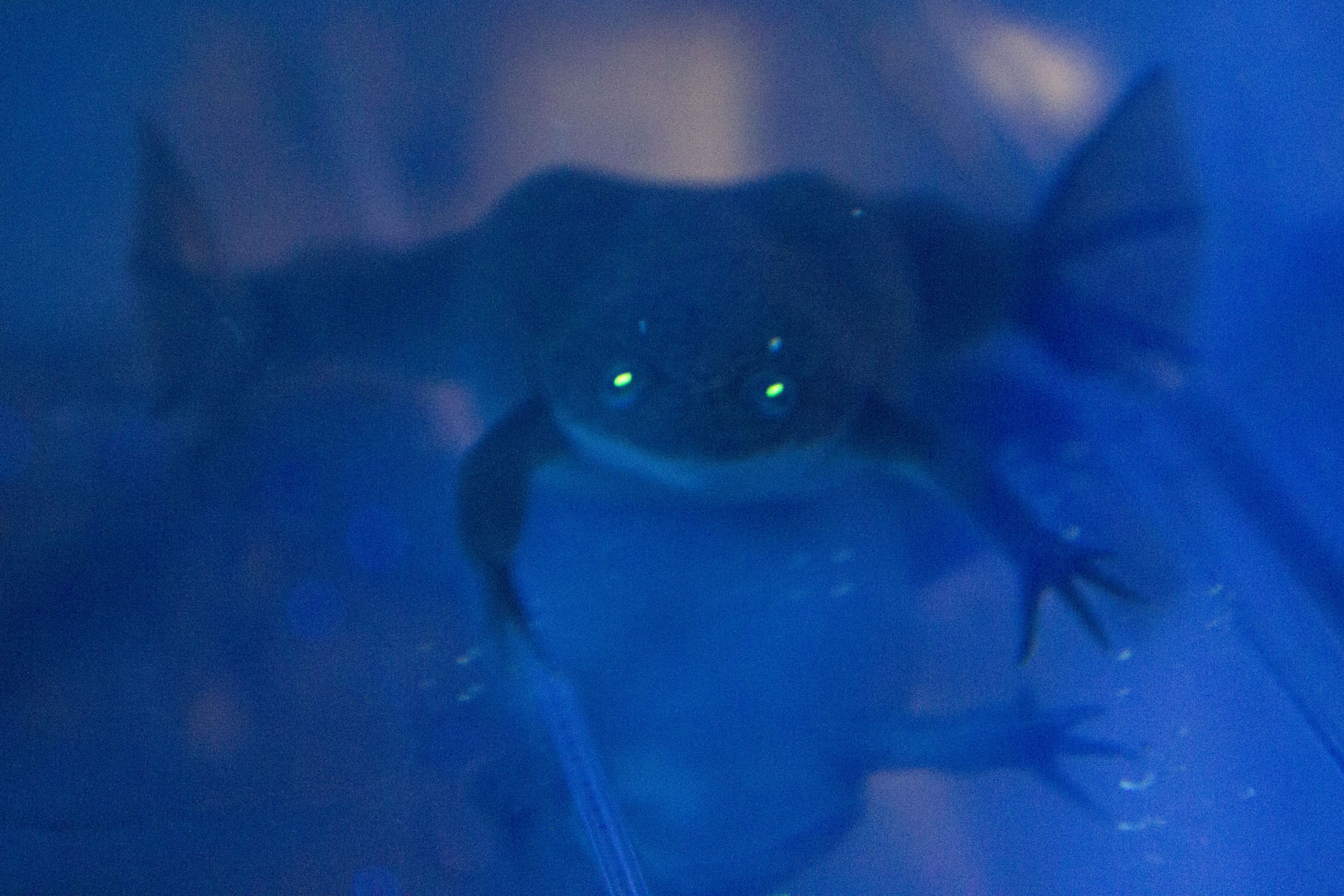 A transgenic frog with bright lime green eyes