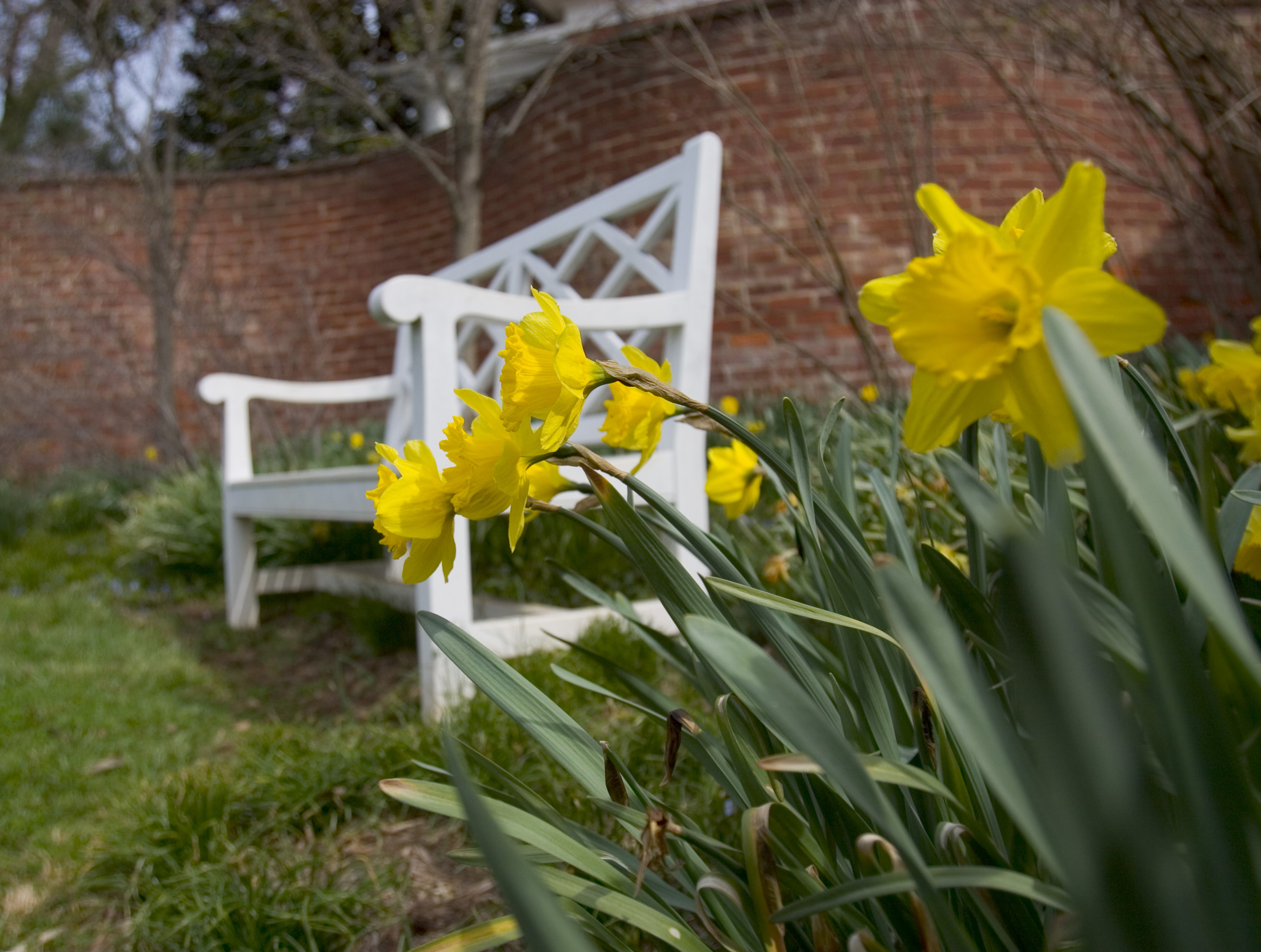 Yellow blooming flowers next to a white bench and red serpentine wall