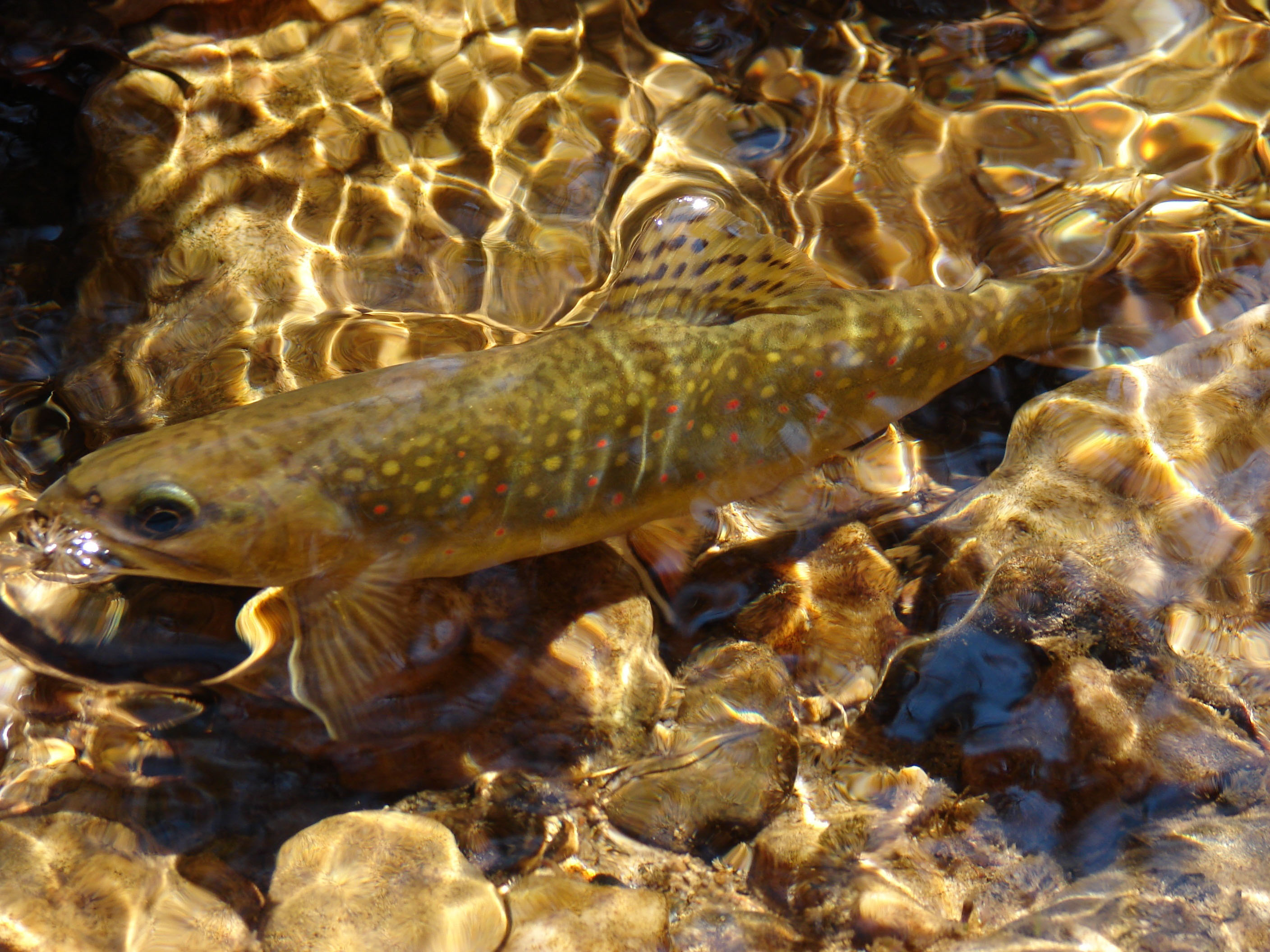 Brook trout in the water swimming