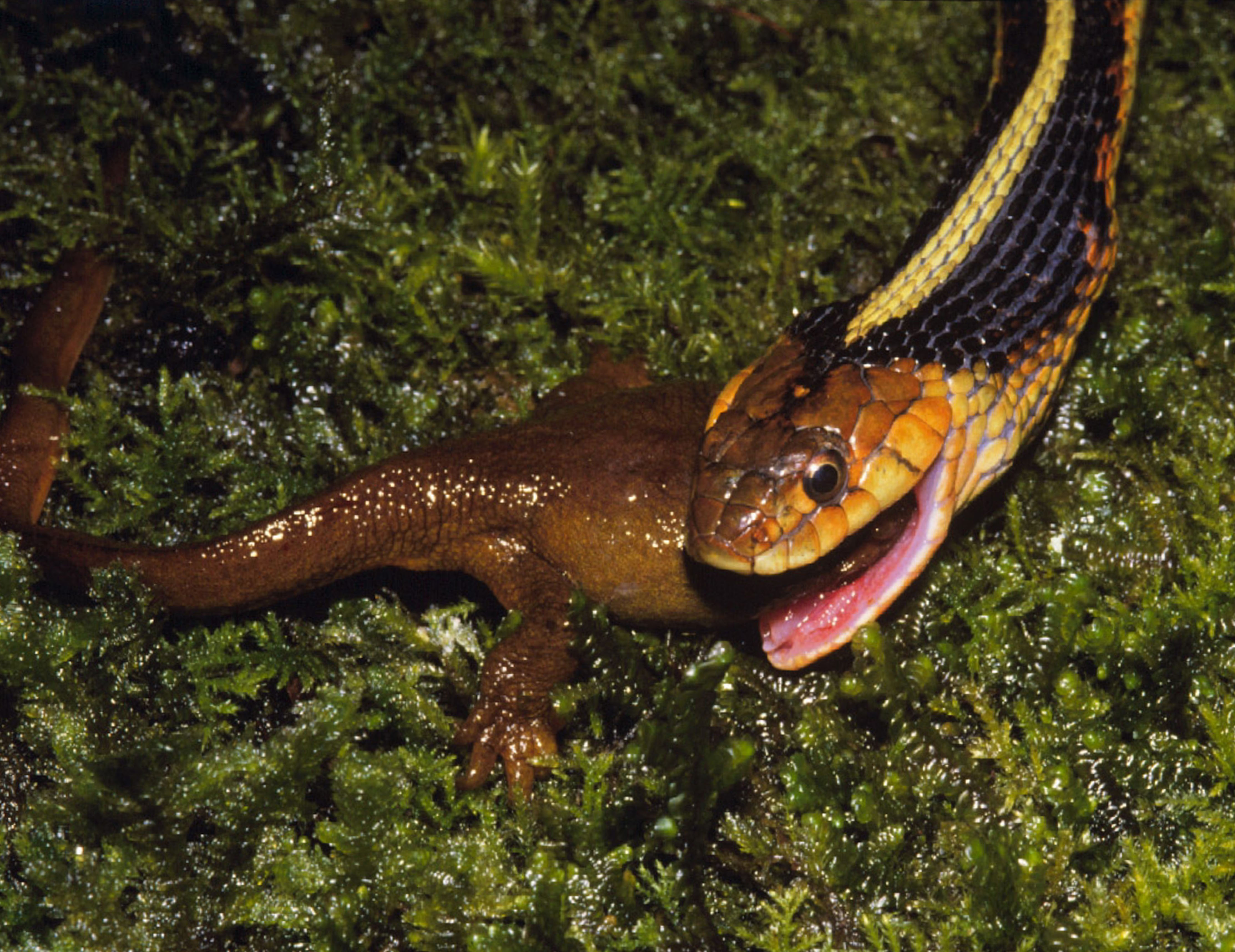 North American garter snake eating a toxic newt