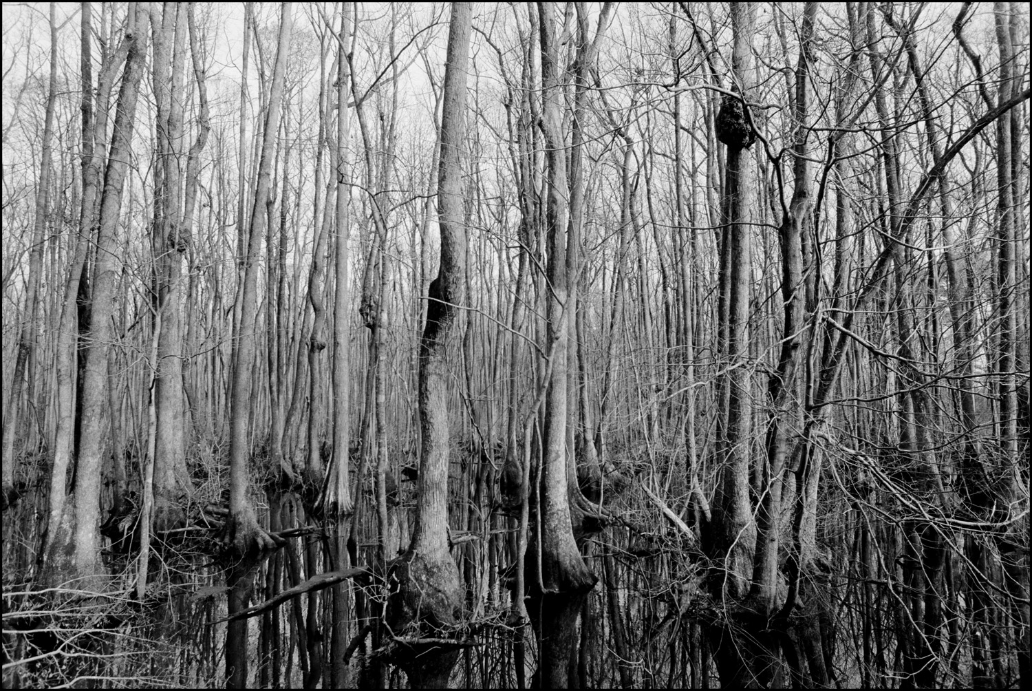 Trees growing in a marsh