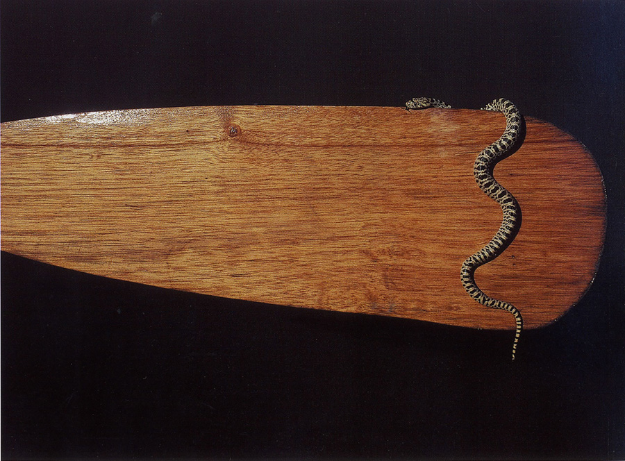 Snake on a wooden paddle