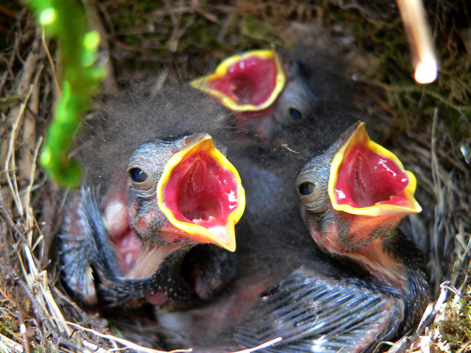 Dark-eyed Junco baby birds with their mouths opened wide waiting on food