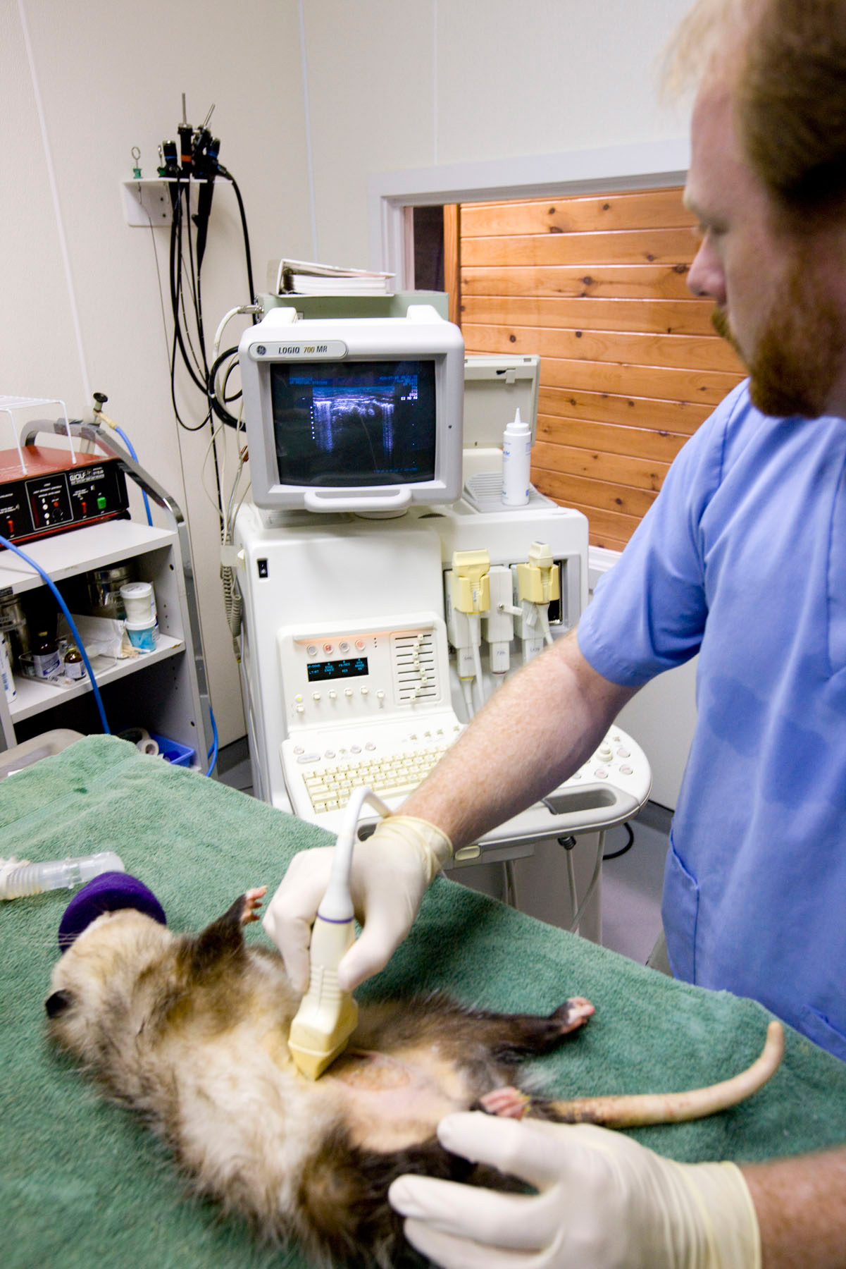 Man scans the stomach of an opossum 