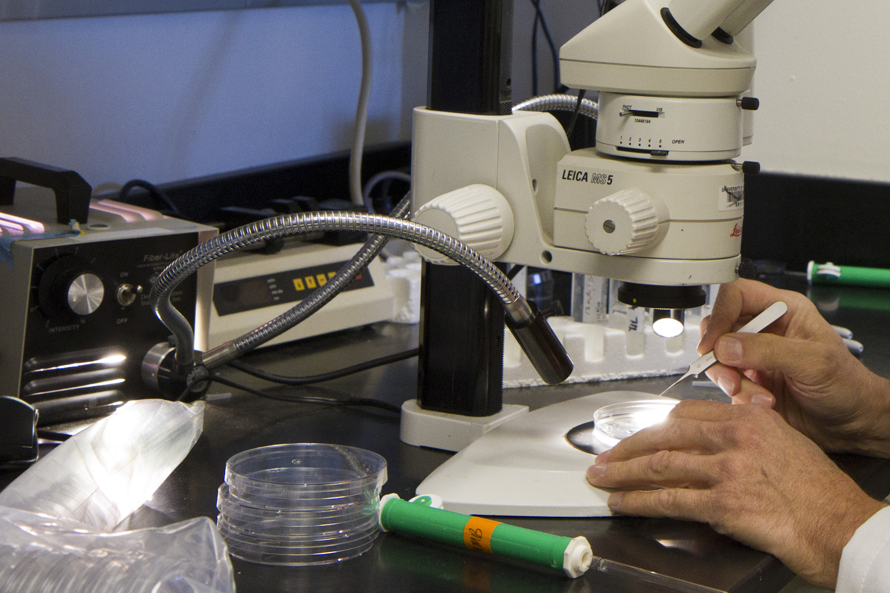 Person using a tool to move items in a petri dish under a microscope