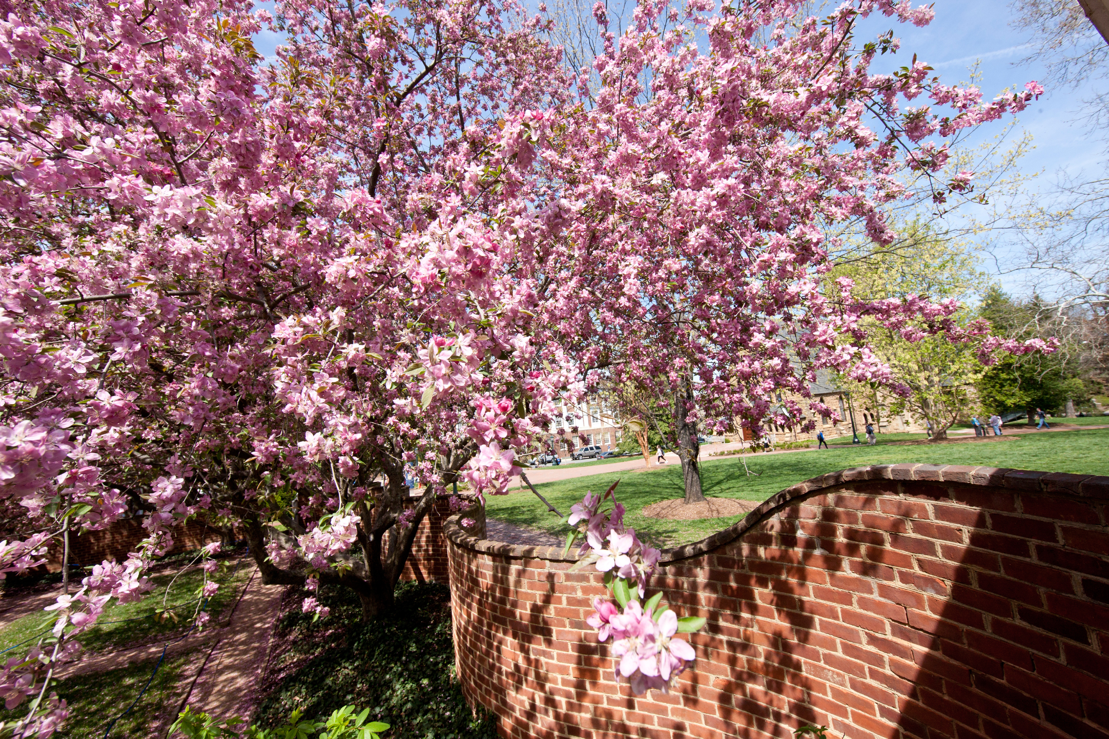 Pink blooming tree along the serpentine wall