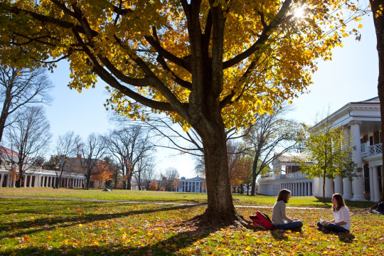 Students sitting on the lawn under a bright yellow tree