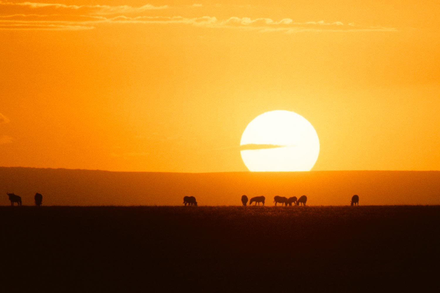Sun going down with silhouettes of animals on the horizon