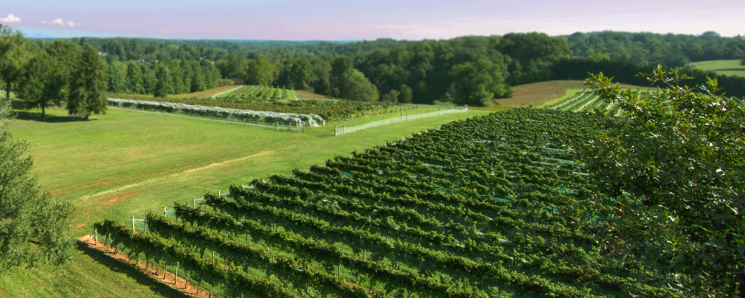 Aerial view of a vineyard