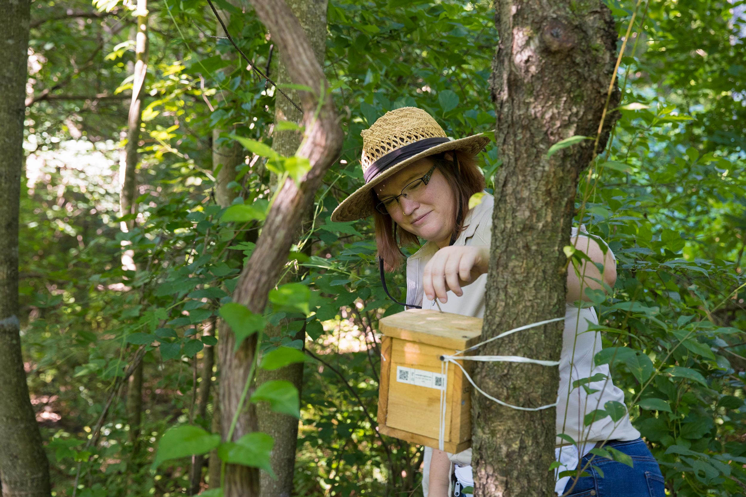 Amber Slatosky checking a bumblebee nesting box attached to a tree