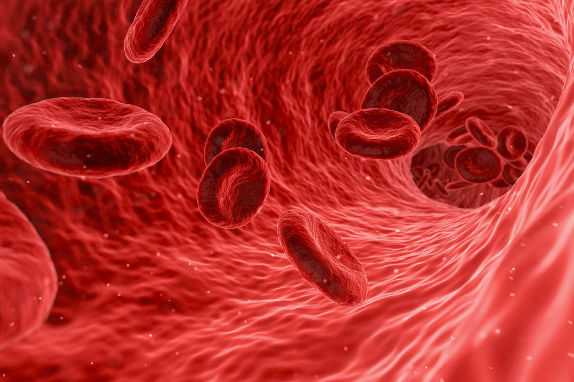 Red blood cells in a bloodstream