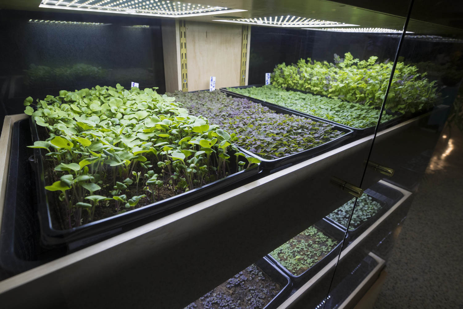Babylon Micro-Farms technology grows budding plants on Grounds. 