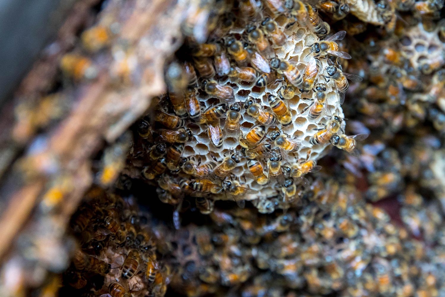 Hundreds of bees on a honey comb