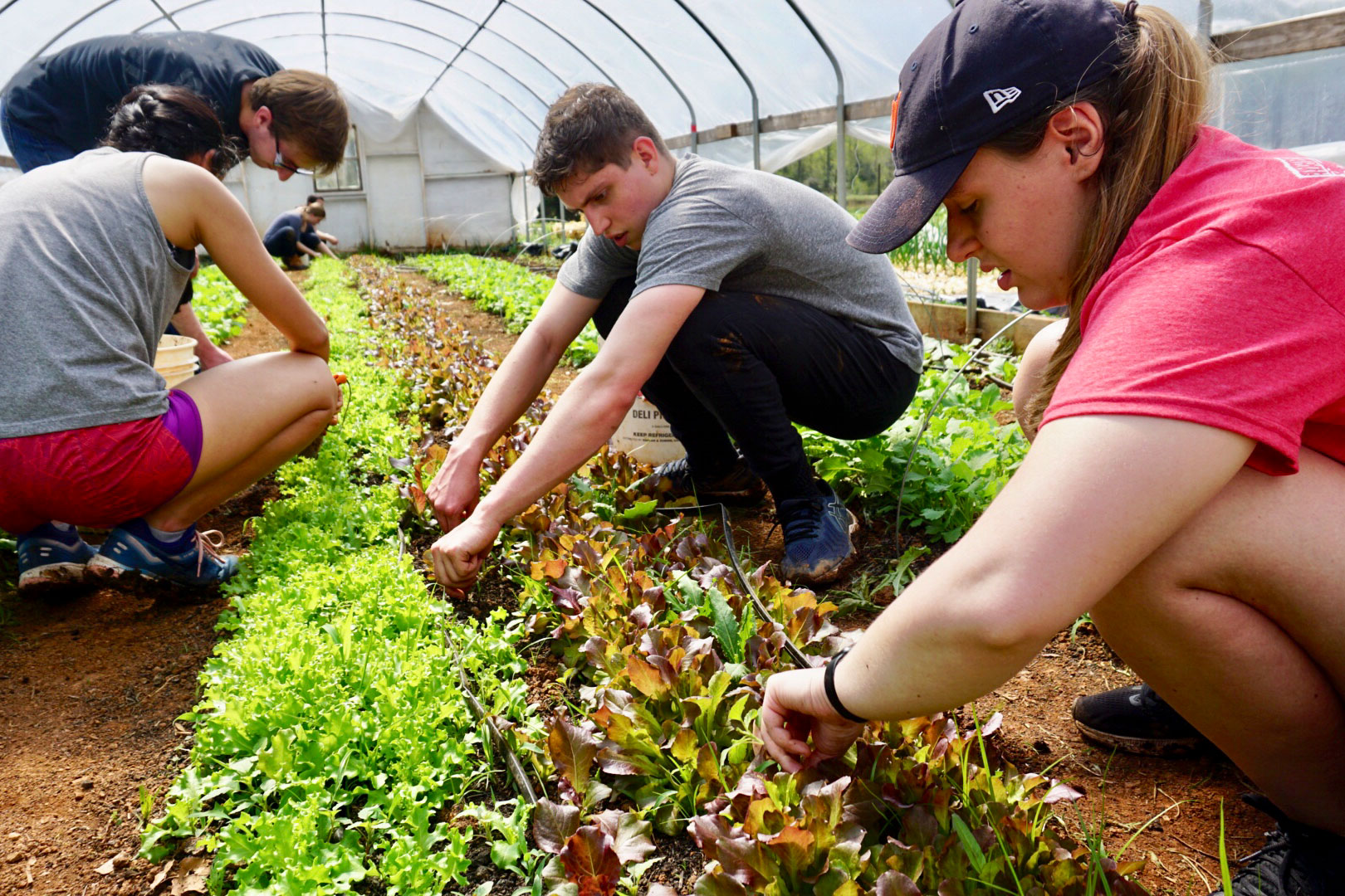 Students volunteered at Morven Farm, doing a variety of tasks in the educational garden that currently serves as a local food systems laboratory for students and faculty. 