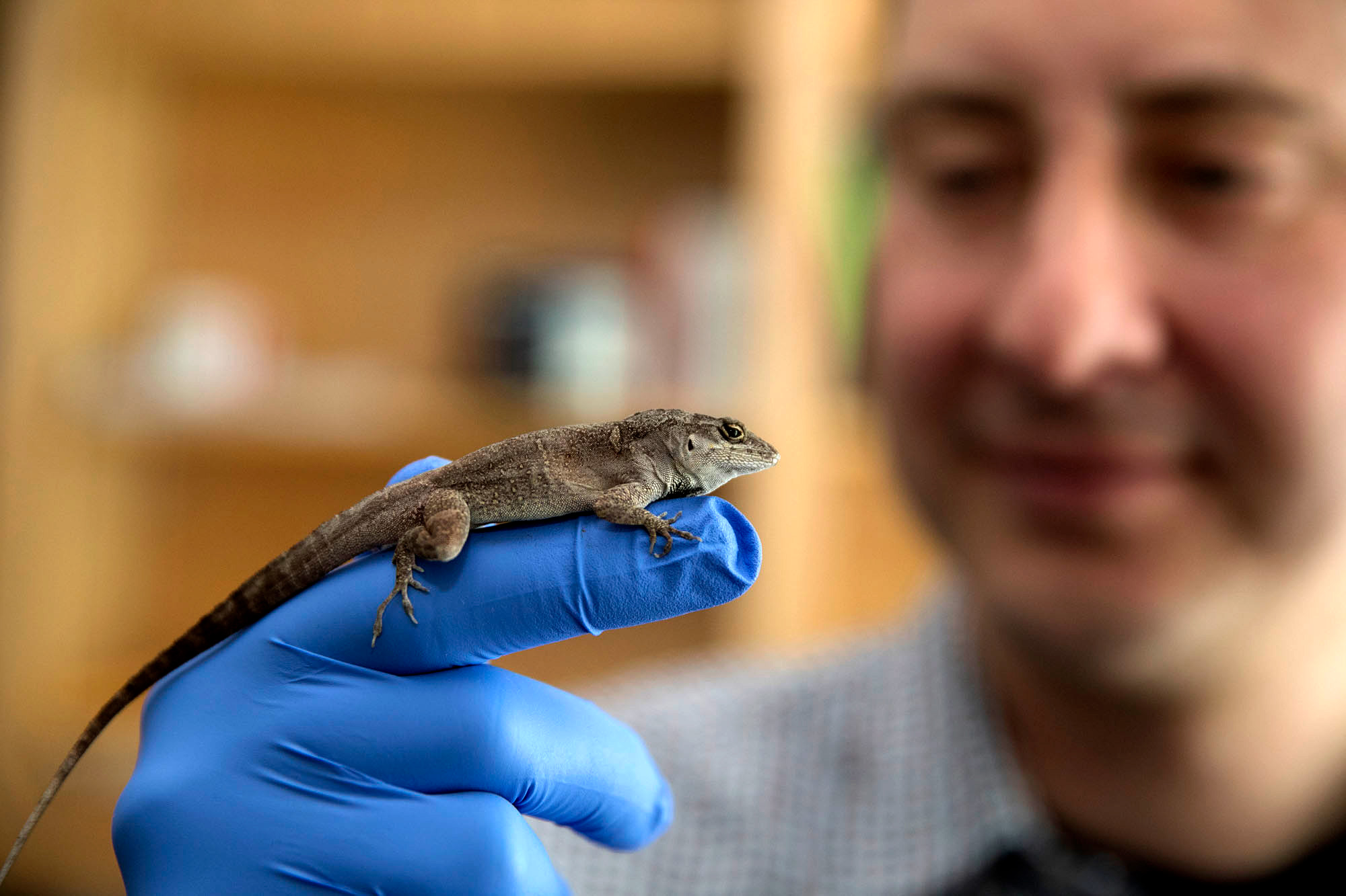 Robert Cox with a brown anole. He is investigating how and why males and females follow different paths during development. (Photo by Dan Addison, University Communications)