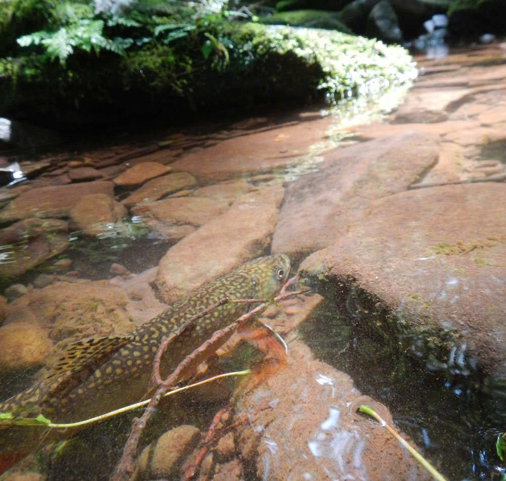 Trout in a brook