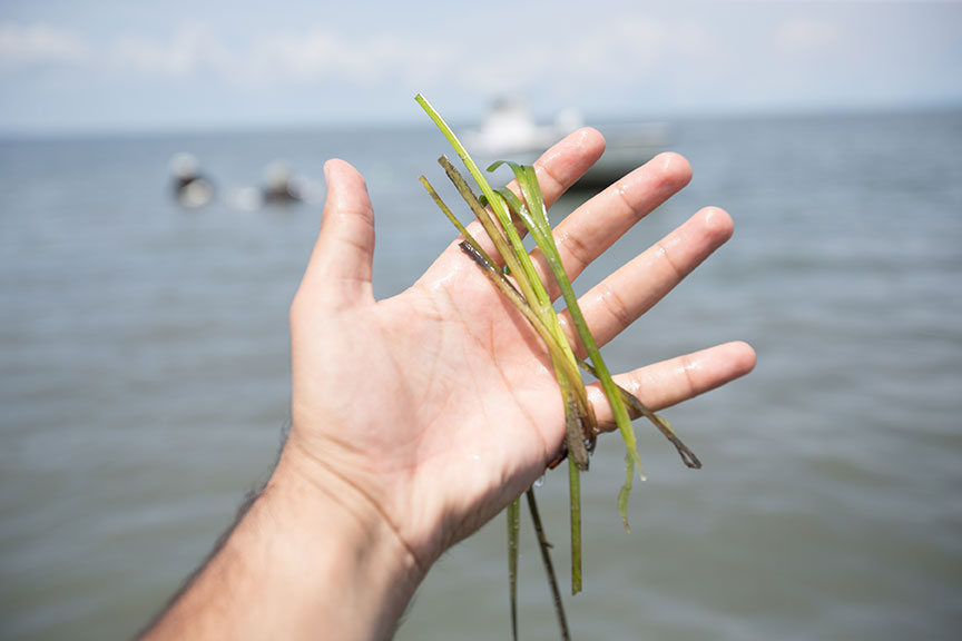 person holding seagrass in his hands