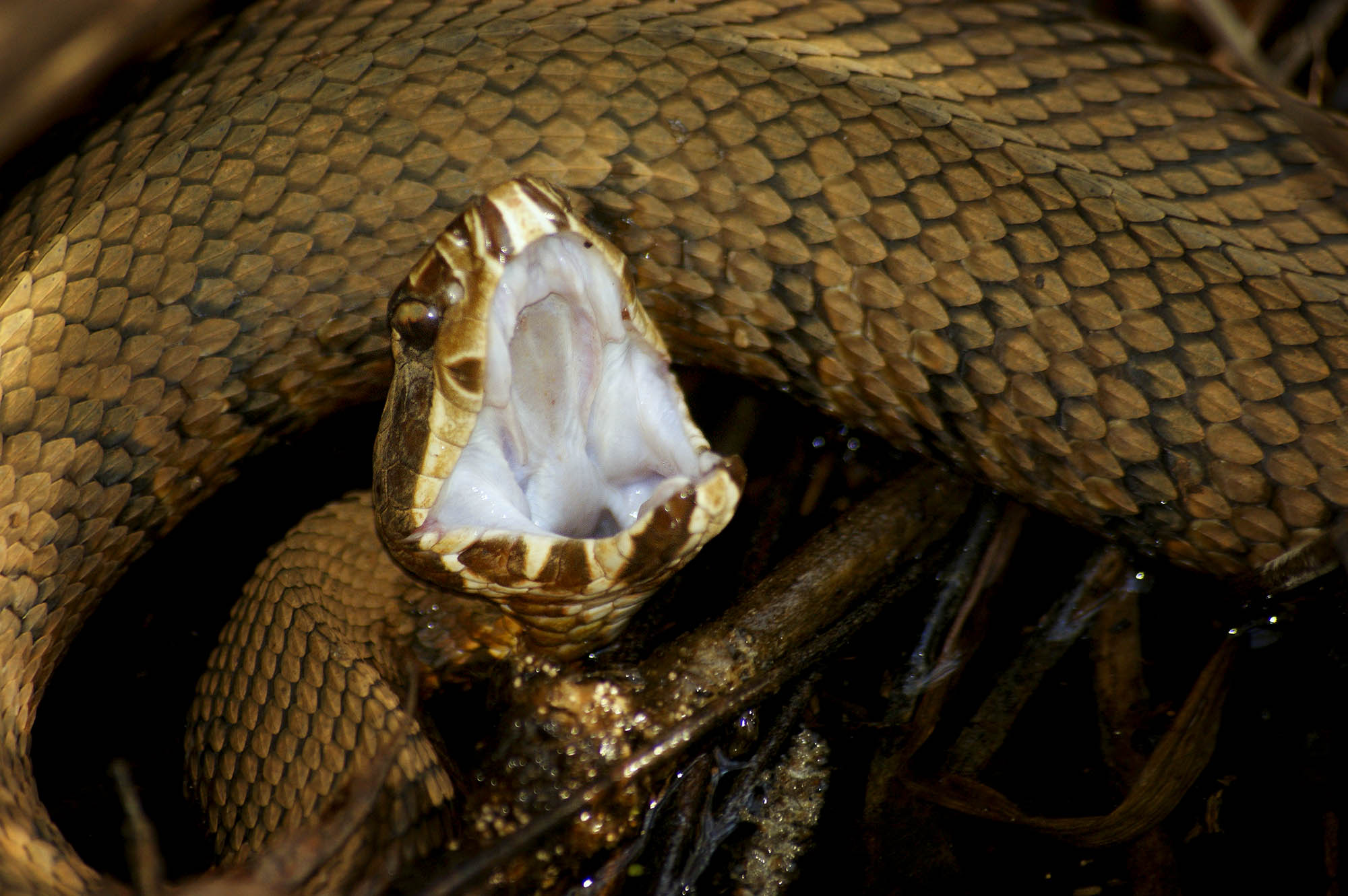 Cottonmouth up close with his white mouth open