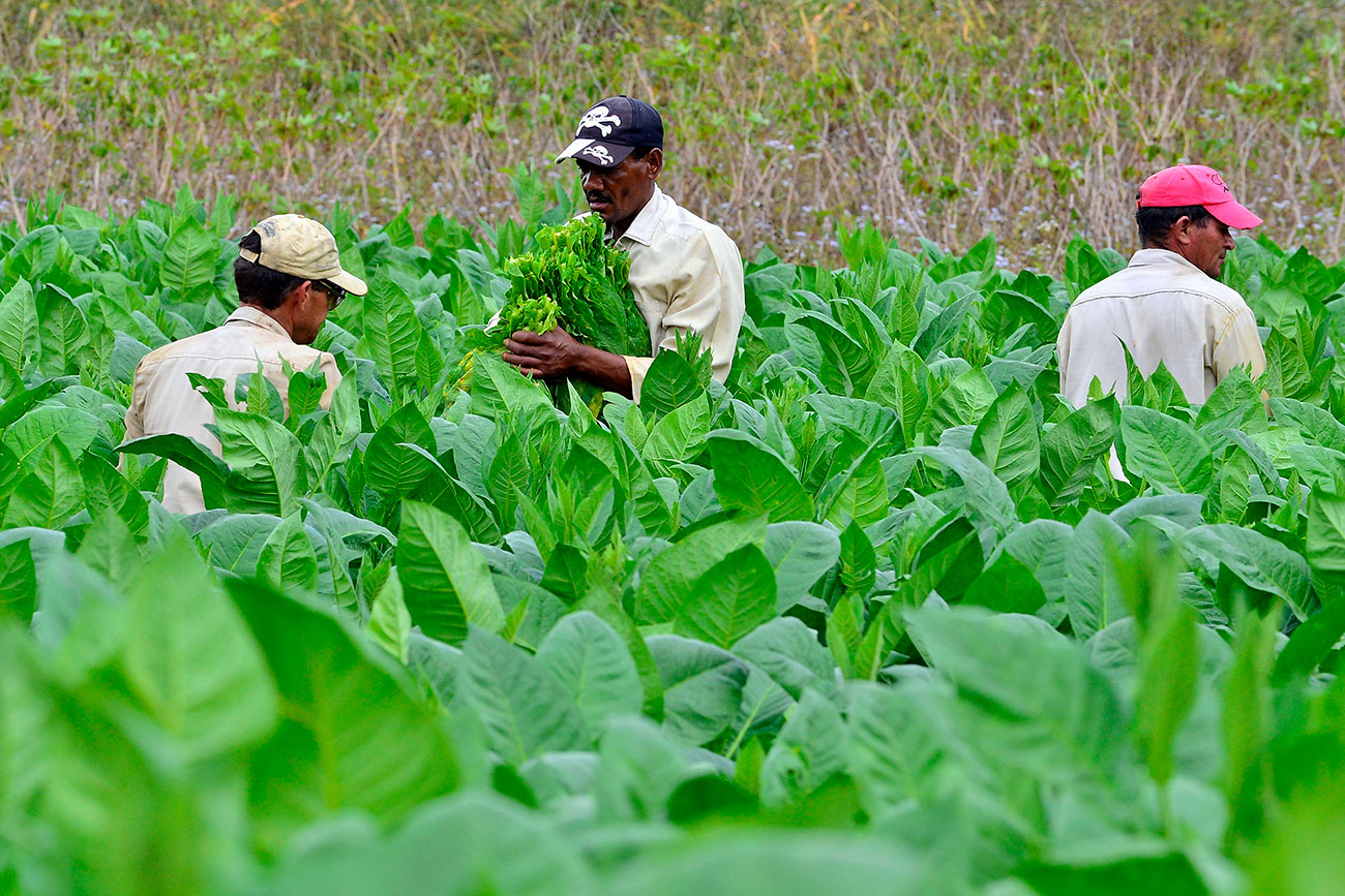 Men in field harvesting plants