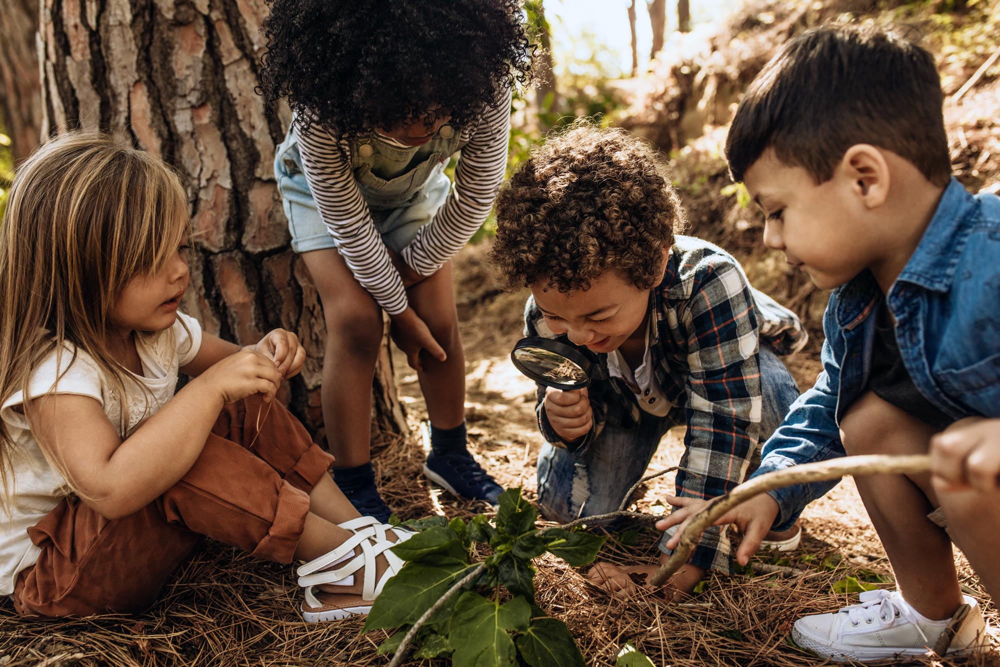 four small children in pine needles with one looking through a magnifying glass at leaves that are on a stick another child is holding