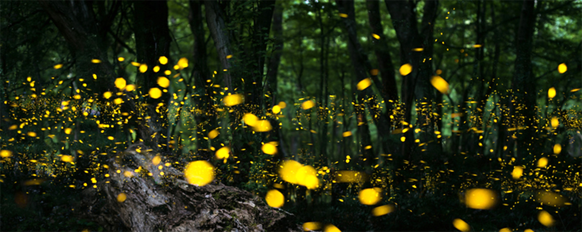 Blurry fireflies in the woods