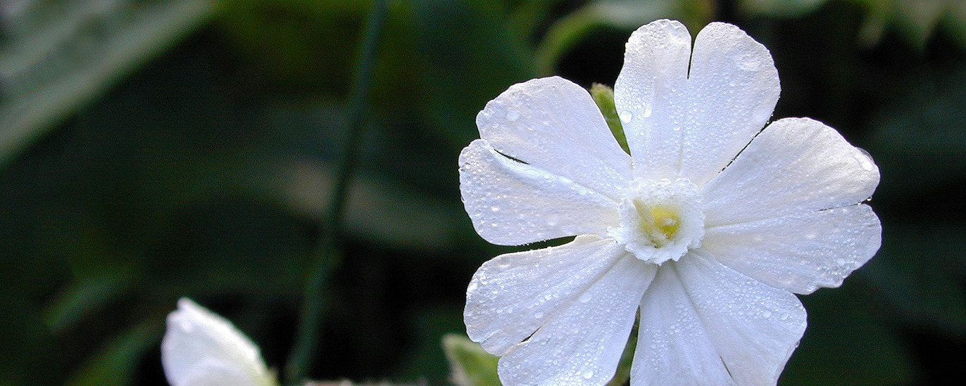 White flower with dew on its petals