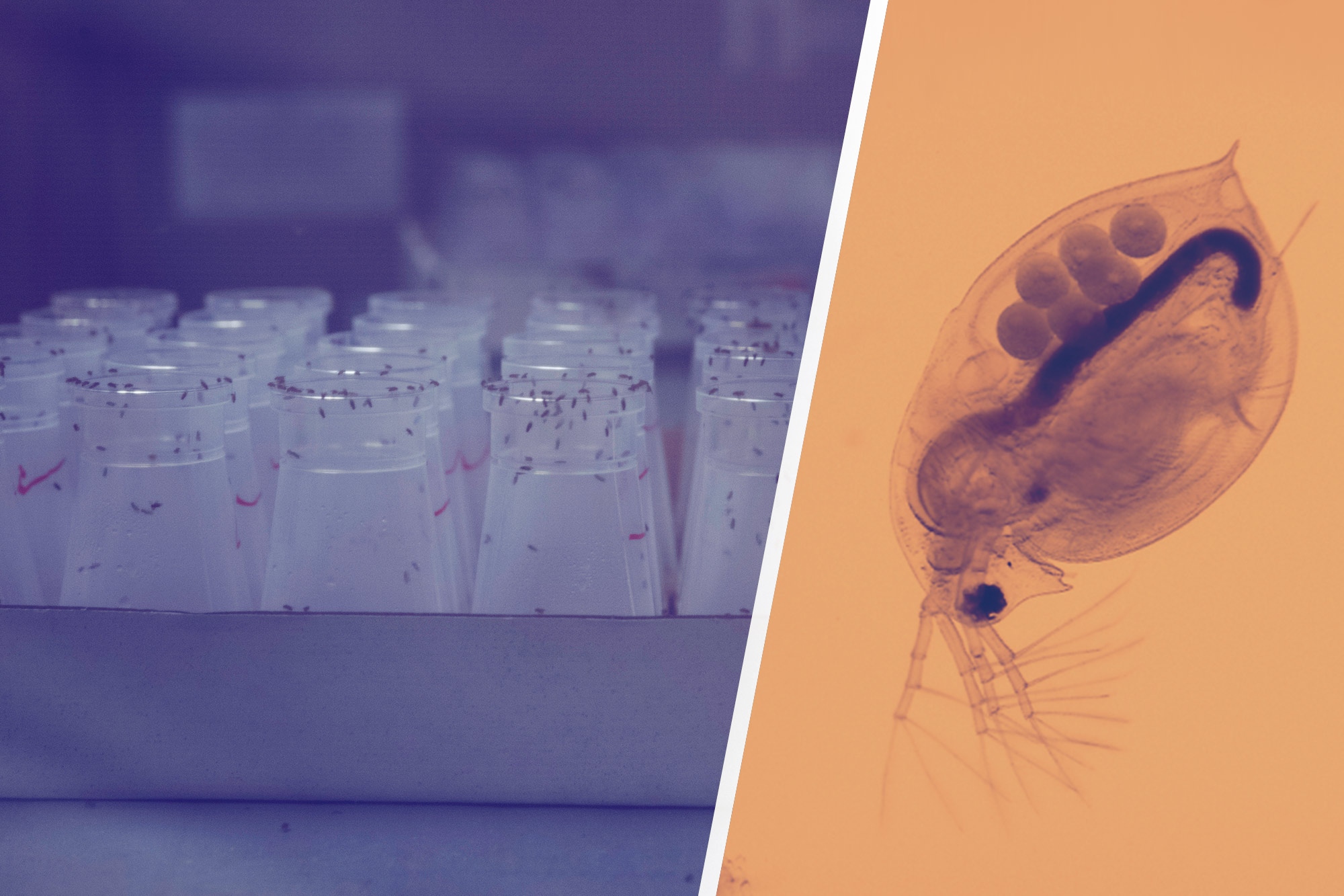 Left: Fruit flies in cups. Right: up close view of a fruit fly 