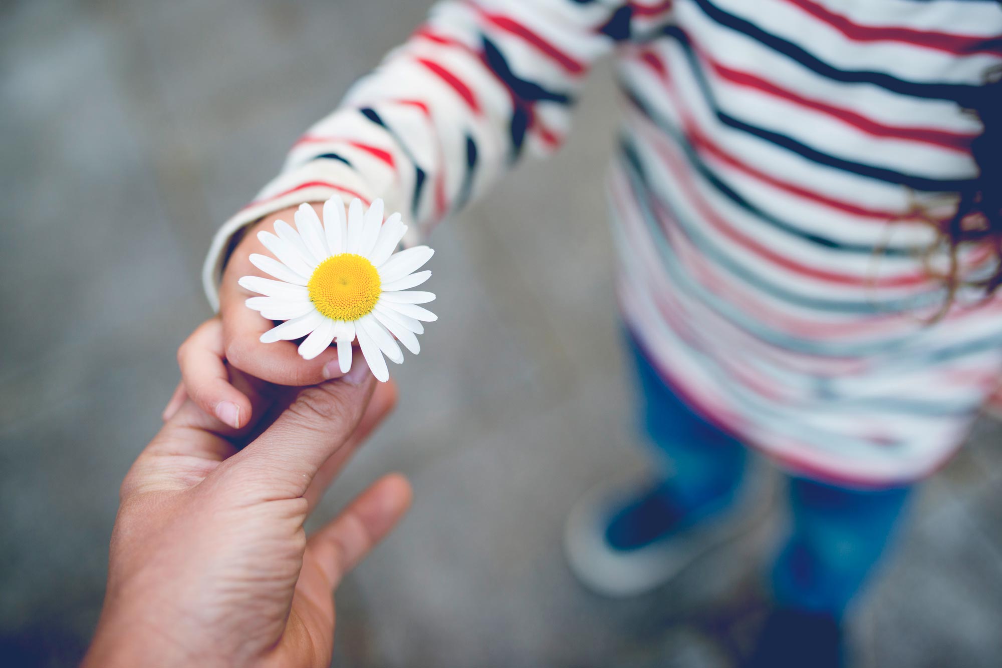 Small child handing daisy to an adult