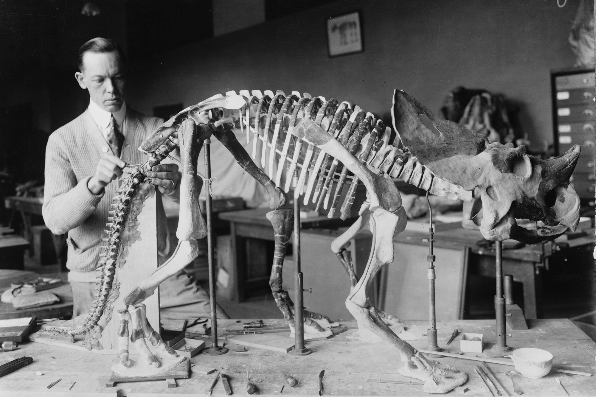 Norman Ross preparing the skeleton of a baby dinosaur 