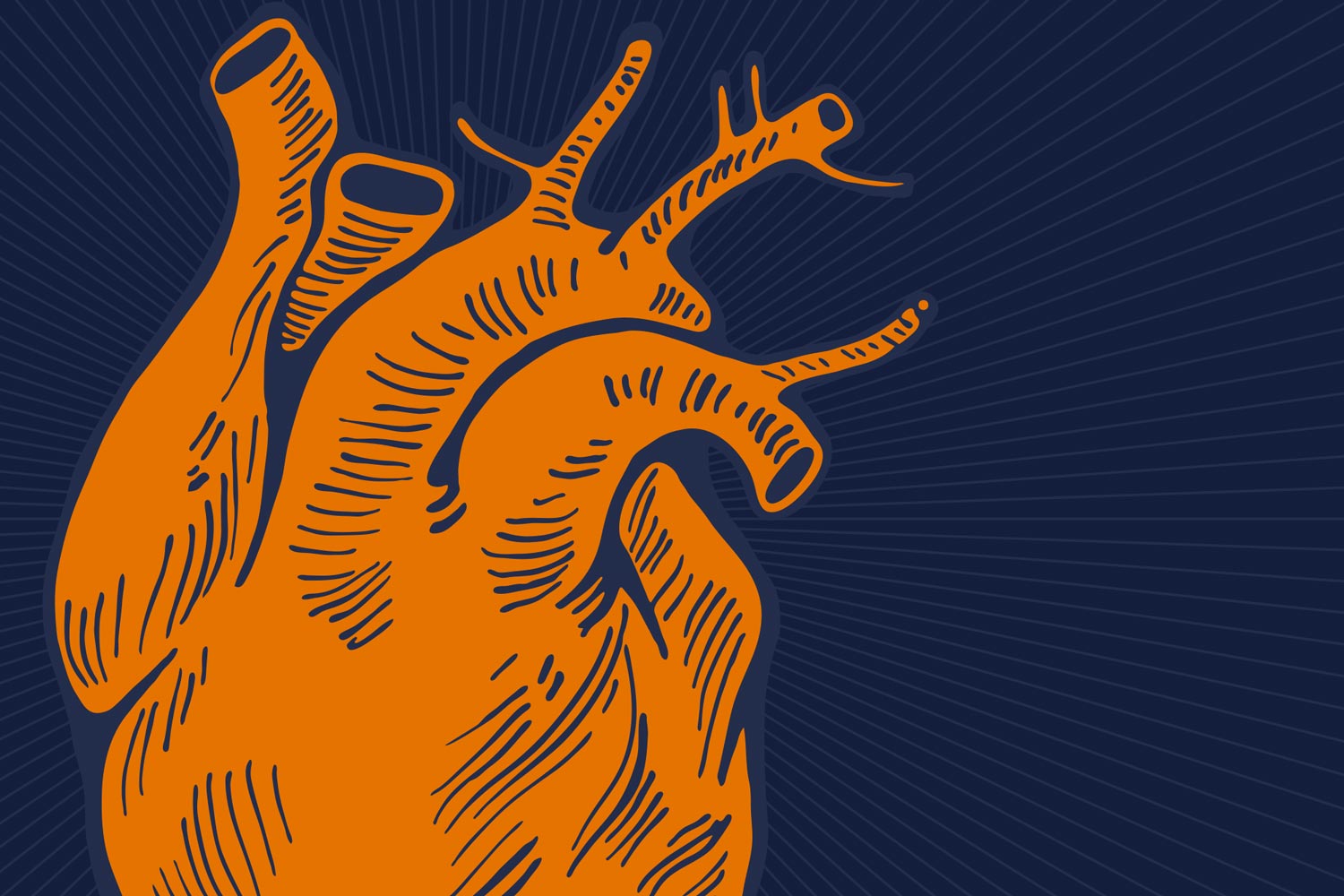 Illustration of a human heart in orange
