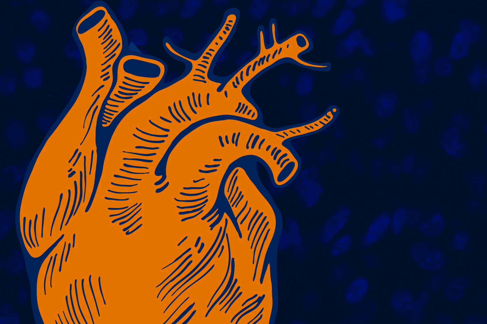 Illustration of a human heart colored orange with a dark blue outline
