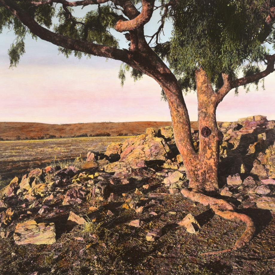 tree growing between a pile of rocks in a desert