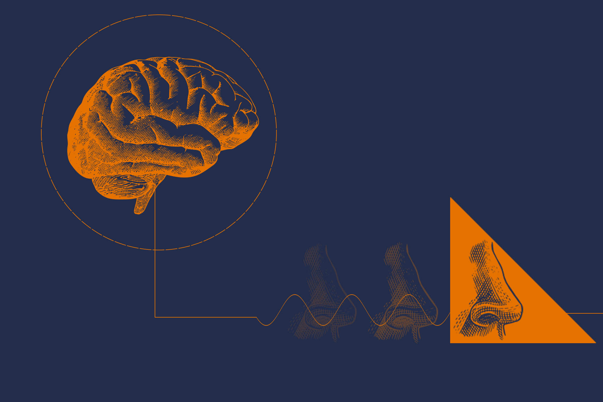 illustration of a brain (top left) in a circle and a nose (bottom right) in a triangle