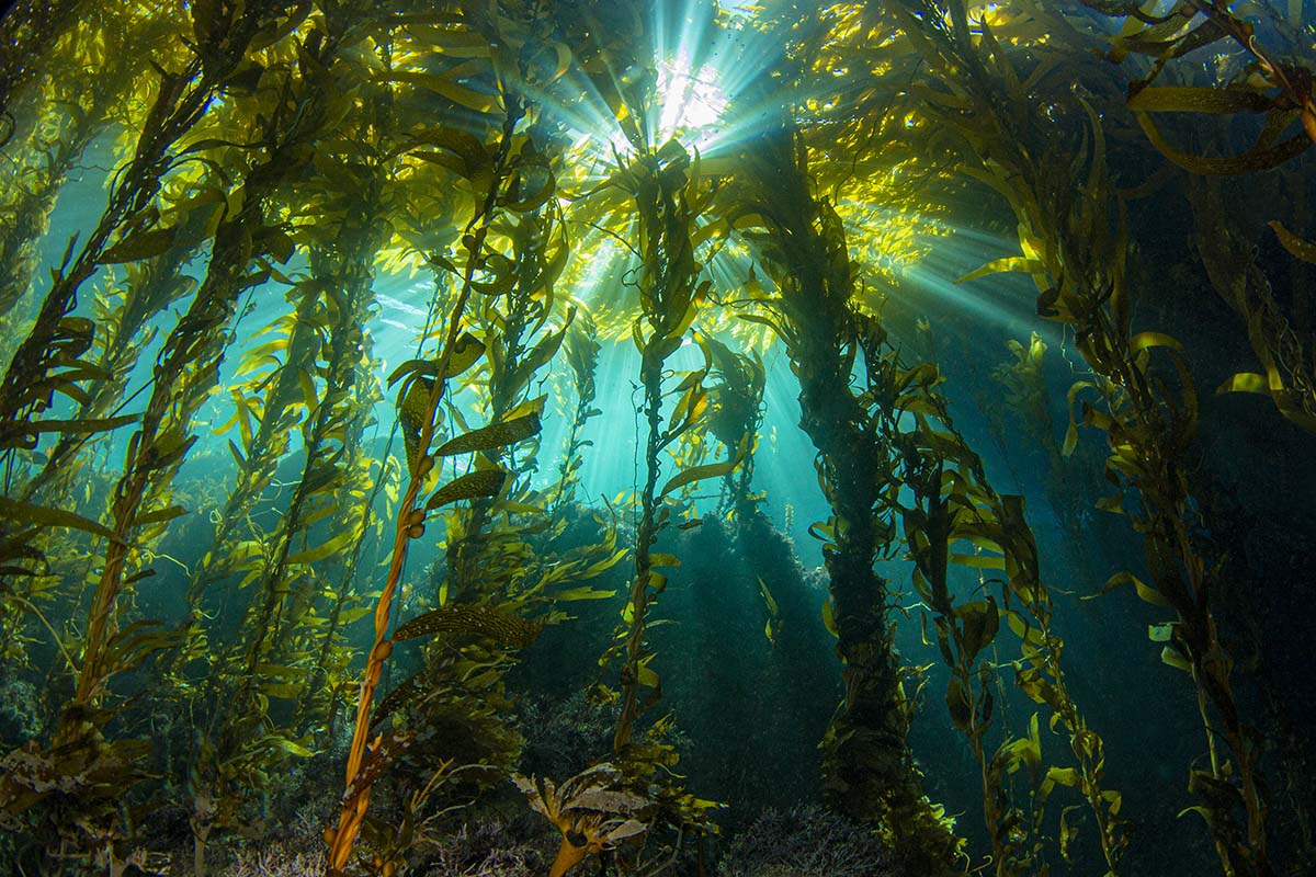 Giant kelp forest as the sun peaks through the California shore