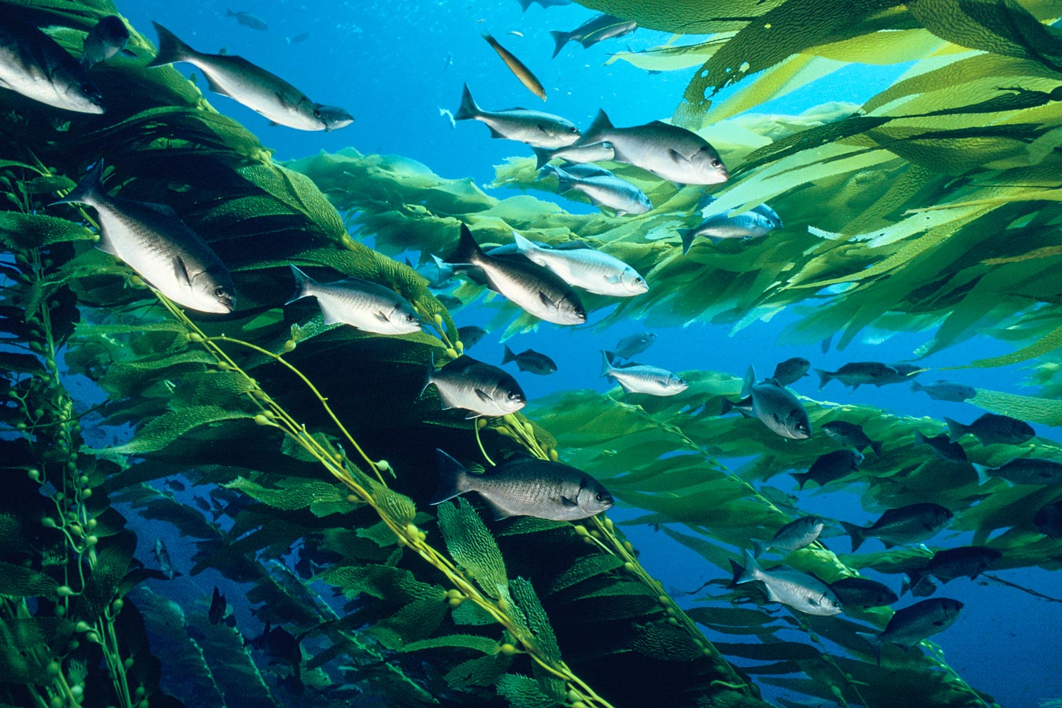 Kelp forests with fish in the ocean