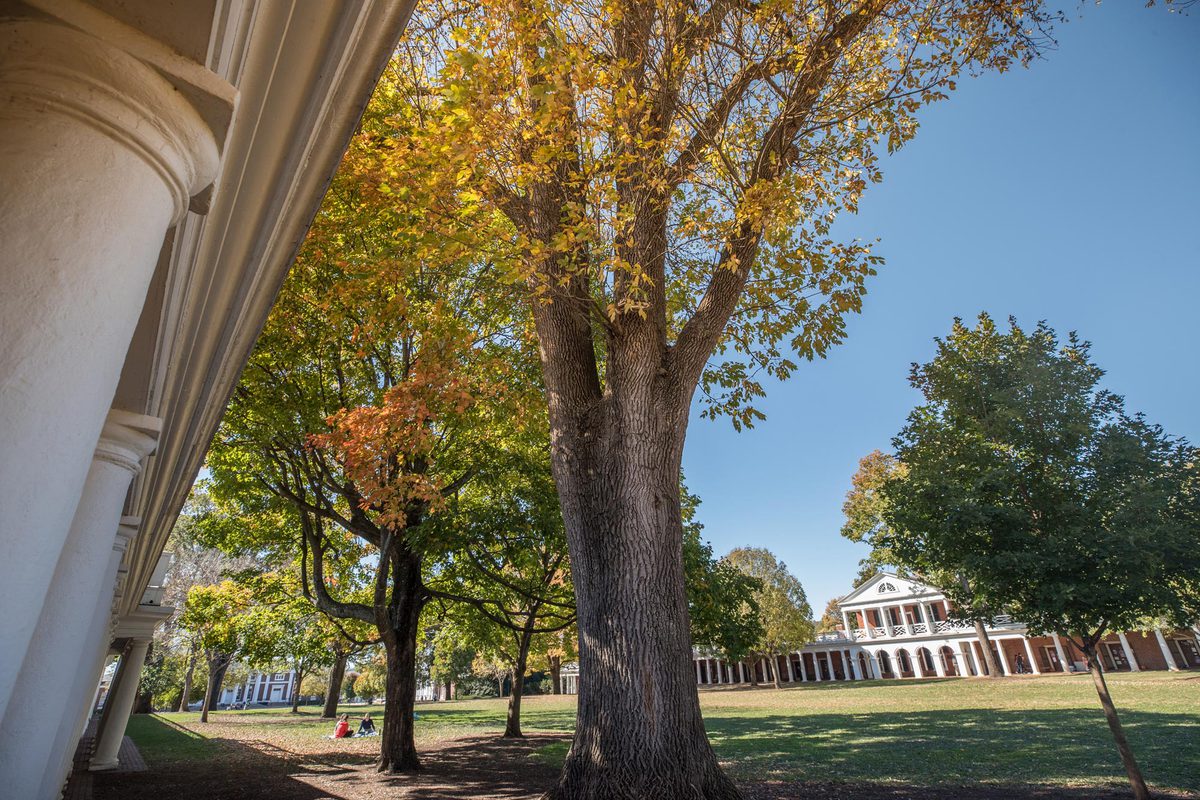 Trees on the Lawn changing colors