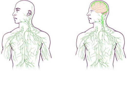 illustrations of a human body and the lymphatic system.  The Left illustration is the lymphatic system minus the brain.  The Right illustration includes the brain and the lymphatic system that goes around int