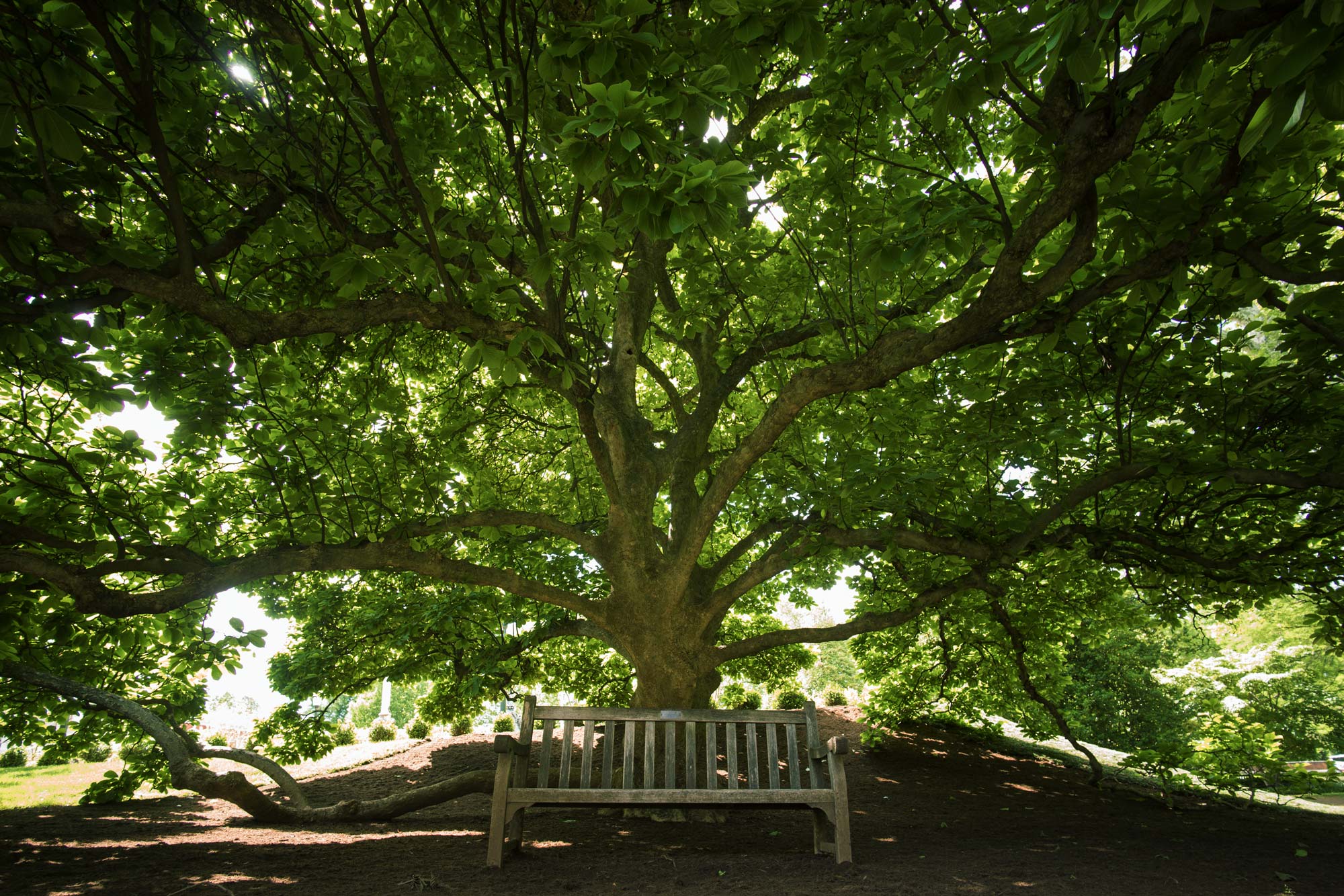 Bench underneath of a tree