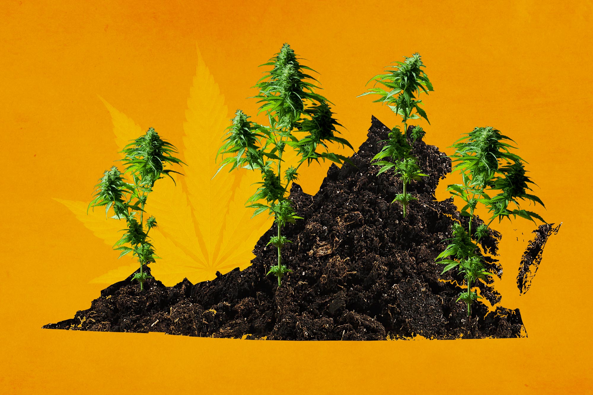 Orange background with dirt in the shape of Virginia and Marijuana growing out of it