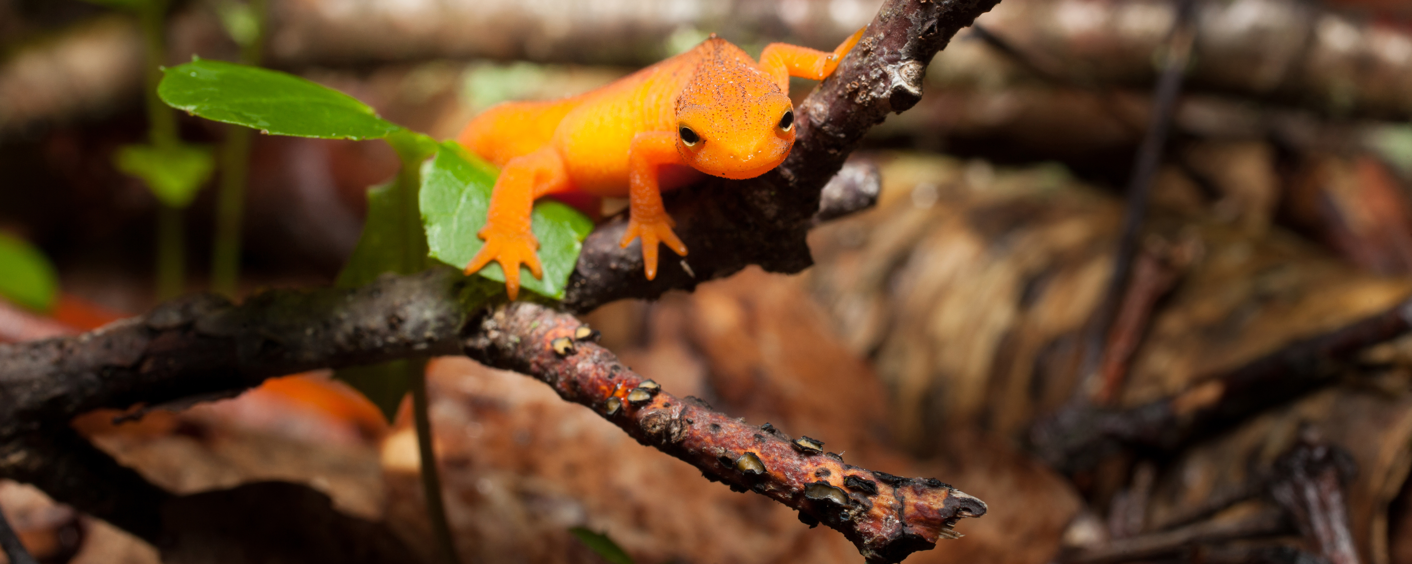 an Orange Red spotted Newt on a tree branch