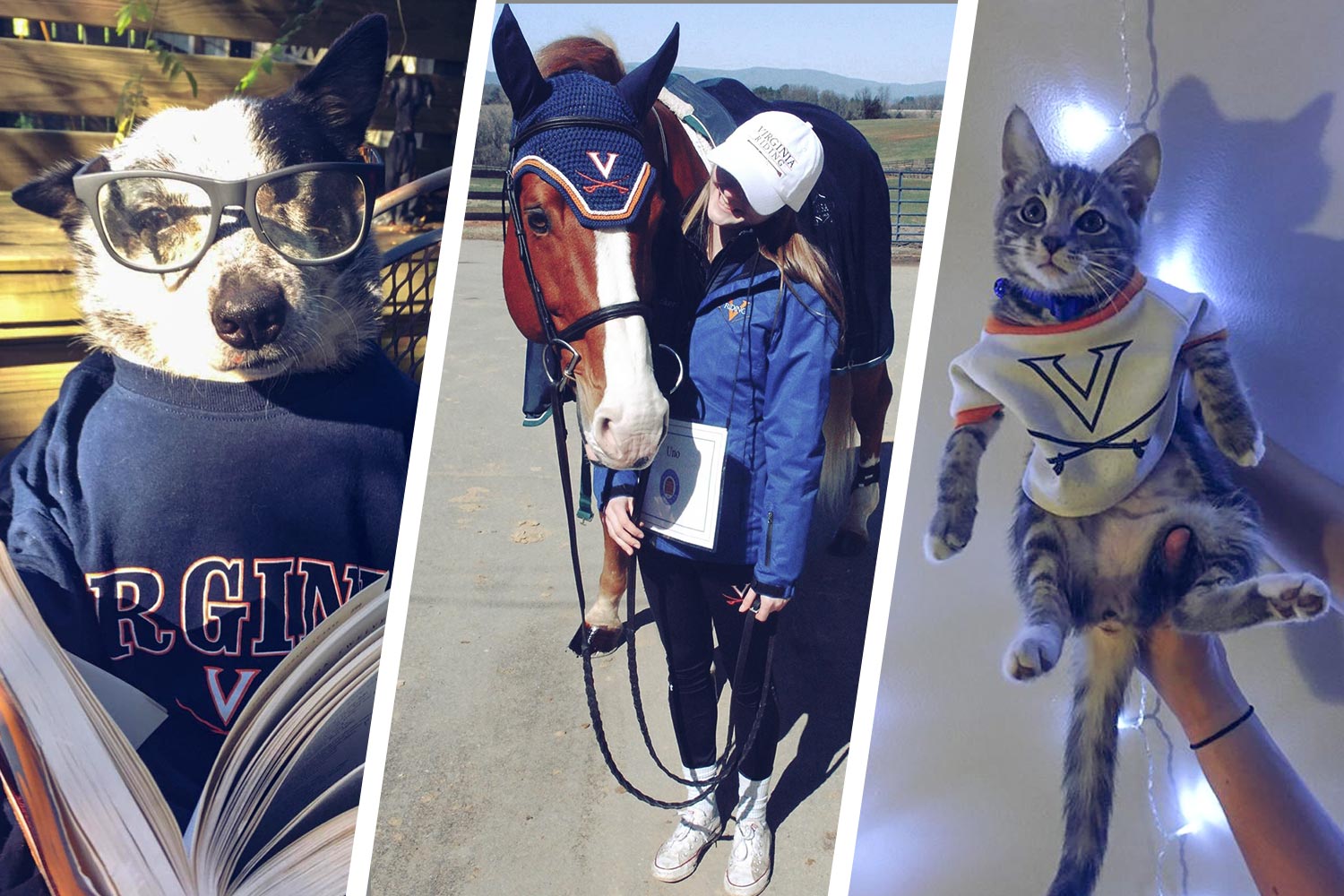 Left: dog wearing glasses reading a book in a uva sweatshirt.  Middle:  Horse wearing a crocheted UVA hat Right: Cat in a small uva sweatshirtPets