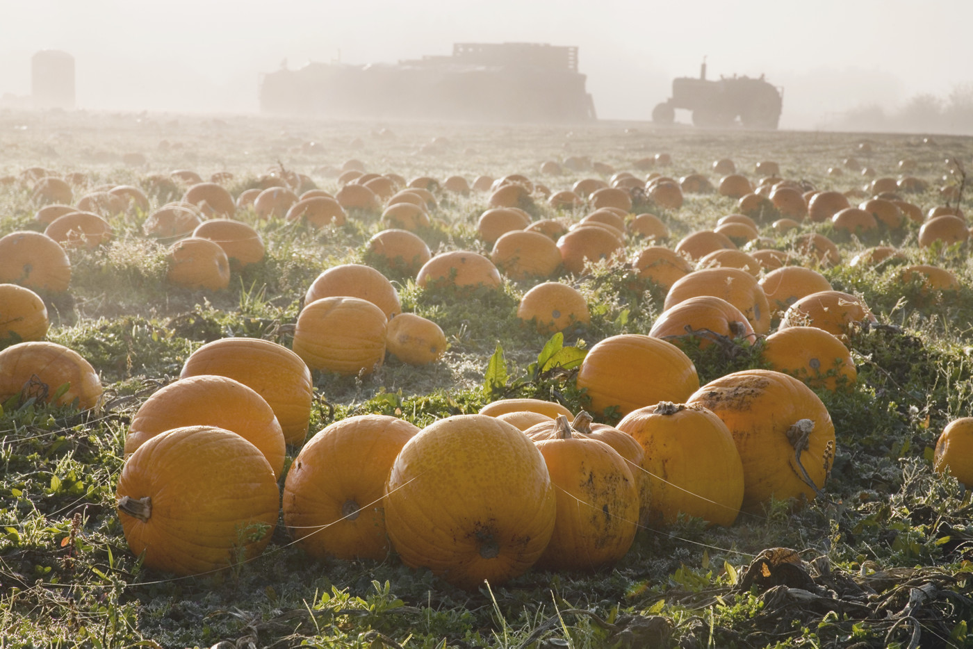pumpkins laying in a field