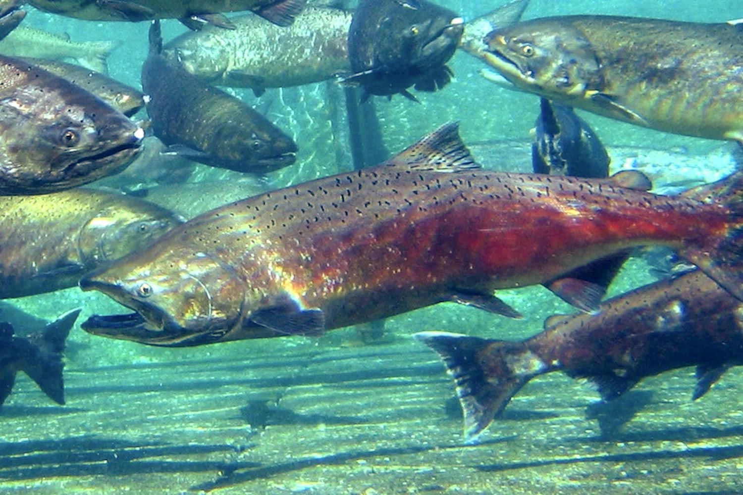 Adult Chinook salmon.