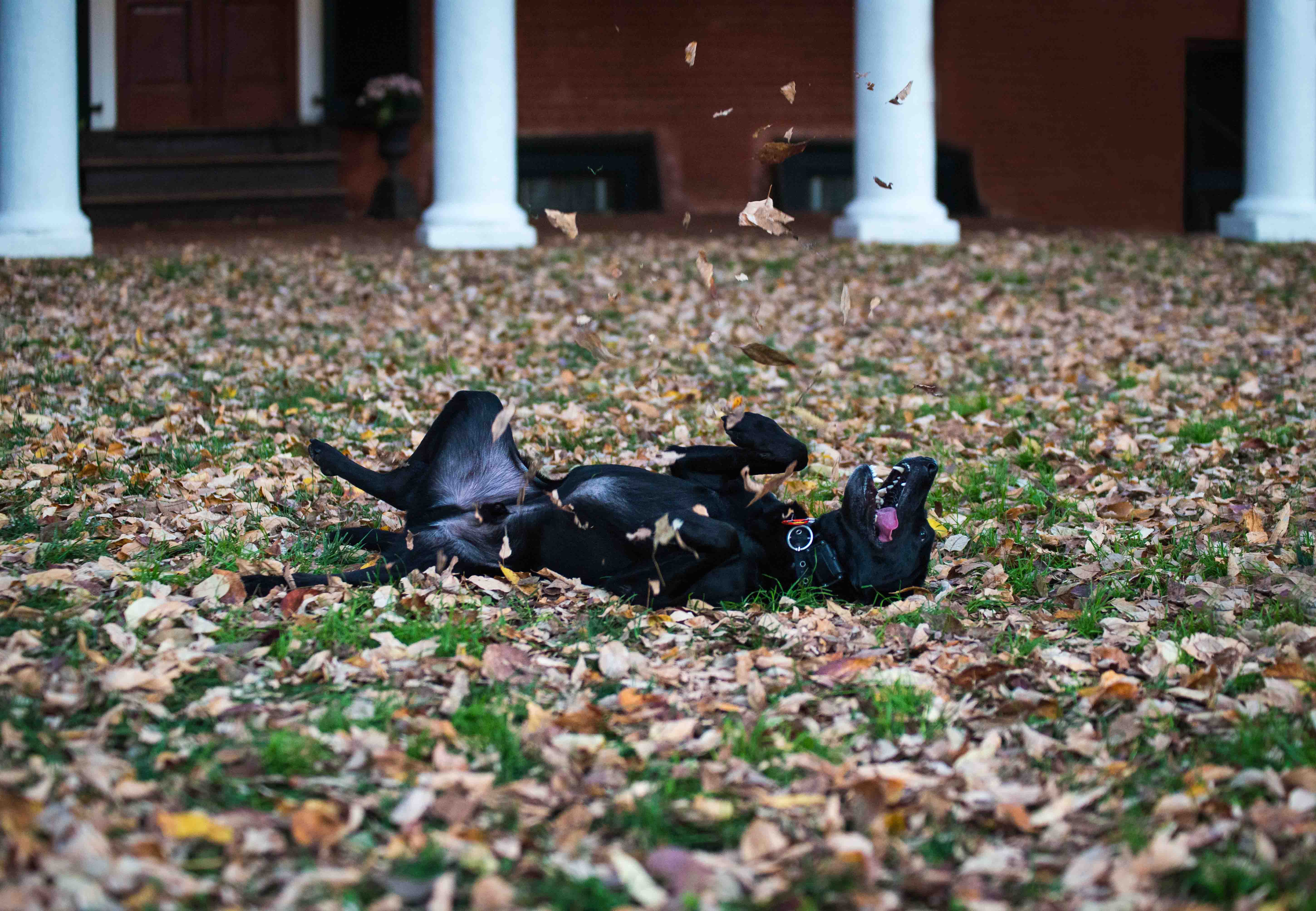 Dog rolling around in the leaves on the lawn as they fall from the sky