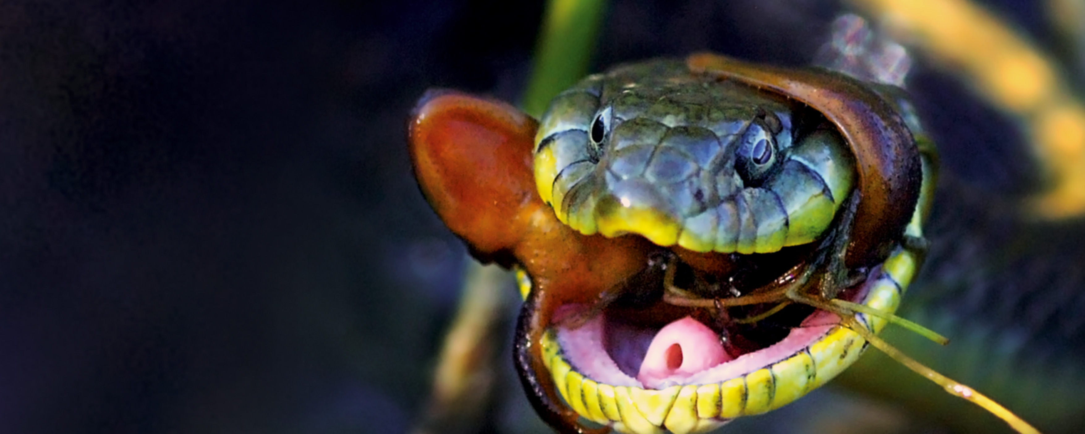 up close of a snake newt