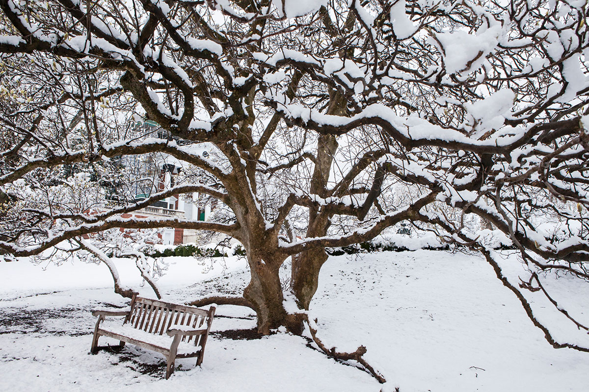 Snow covering a tree and bench