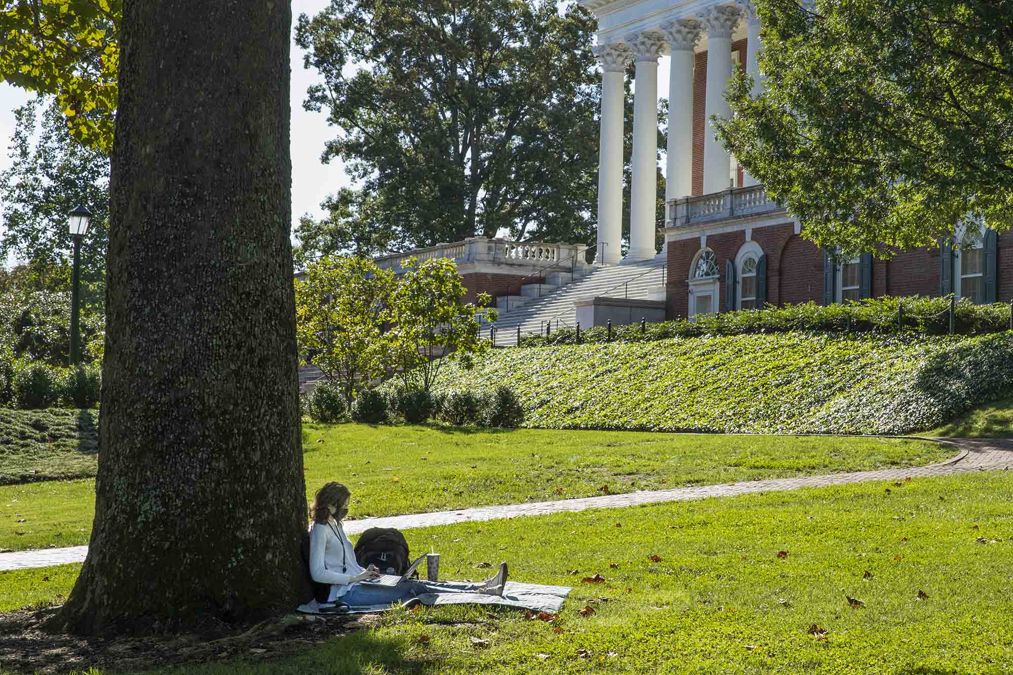Student sitting under a big oak tree working on their laptop new the Rotunda Grounds